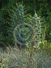 Puya berteroniana