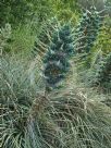 Puya berteroniana