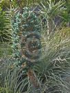 Puya berteroniana