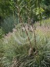 Puya coerulea