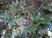 Quercus ilex