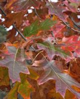 Quercus rubra