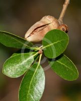 Quercus wislizeni