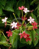 Combretum indicum