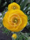 Ranunculus asiaticus