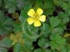 Ranunculus collinus