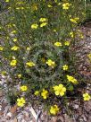 Ranunculus lappaceus