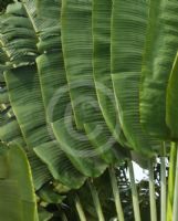 Ravenala madagascariensis