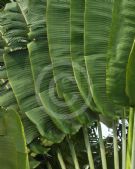 Ravenala madagascariensis