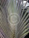 Ravenala madagascariensis