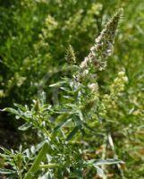 Reseda odorata