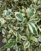 Rhamnus alaternus Argentovariegata