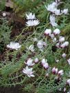 Rhodanthe anthemoides