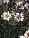 Rhodanthe anthemoides