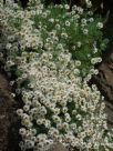 Rhodanthe anthemoides