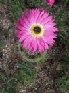 Rhodanthe chlorocephala rosea