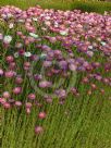 Rhodanthe chlorocephala rosea