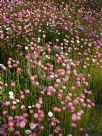 Rhodanthe chlorocephala rosea