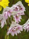 Rhodanthe manglesii