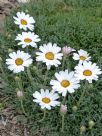 Rhodanthemum catananche