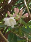 Rhododendron decorum