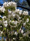 Rhododendron decorum