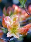 Rhododendron molle