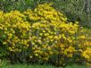 Rhododendron molle