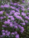 Rhododendron ponticum