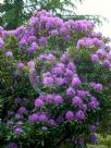 Rhododendron ponticum