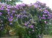 Rhododendron ponticum