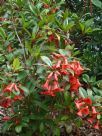 Rhododendron lochiae Viriosum