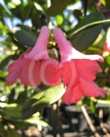 Rhododendron Vireya Hybrids