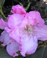 Rhododendron Hardy Hybrids