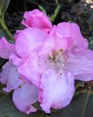 Rhododendron Hardy Hybrids