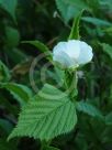 Rhodotypos scandens