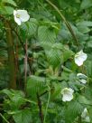 Rhodotypos scandens