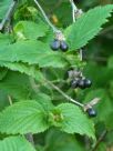 Rhodotypos scandens