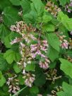 Ribes sanguineum