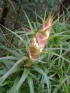 Richea dracophylla