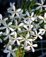 Ricinocarpos pinifolius