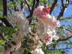 Robinia ambigua Decaisneana