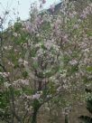 Robinia ambigua Decaisneana