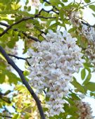 Robinia pseudoacacia Frisia