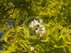 Robinia pseudoacacia Frisia