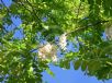 Robinia pseudoacacia Frisia