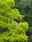 Robinia pseudoacacia Frisia