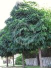 Robinia pseudoacacia Umbraculifera