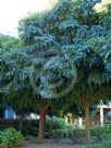 Robinia pseudoacacia Umbraculifera