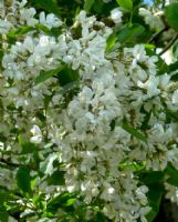 Robinia pseudoacacia